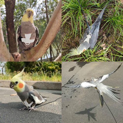 VANFAVORI Bird Harness with Buckle Clip and A Leash, Outdoor Flying Kit for Bird Parrots Cockatiel S Size Weight 85-105 Grams, White