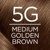 L'Oreal Paris Excellence Creme Permanent Hair Color, 5G Medium Golden Brown, 100 percent Gray Coverage Hair Dye, Pack of 2