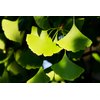 Health Embassy Ginkgo Biloba Leaf | Ginkgo Biloba L | 100% Natural (100g)