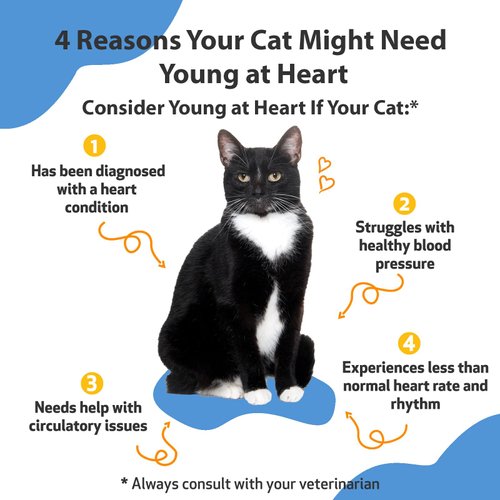 Pet Wellbeing Young at Heart for Cats - Vet-Formulated - Supports Cardiovascular System | Heart & Circulatory Health - Natural Herbal Supplement 2 oz (59 ml)