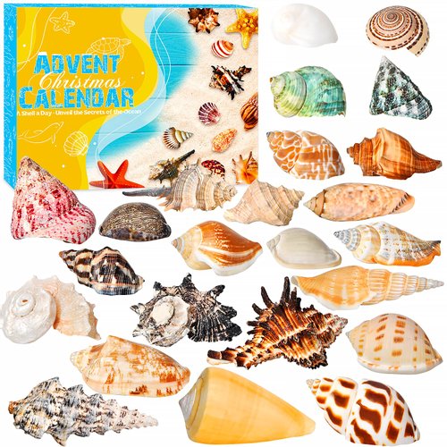Advent Calendar 2024 Seashells for Kids - 24 Days of Christmas Countdown Gift with Marine Shell Surprises - Educational and Scientific Gifts for Learning - Ideal for Ocean Enthusiasts