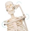 2024 Newest Design Human Skeleton Model for Anatomy,17.7“ High Scientific Anatomy Human Body Model,with Movable Arms and Legs Bones Structures,Whole Spine and Ribs of The Skeleton Model are Integrated
