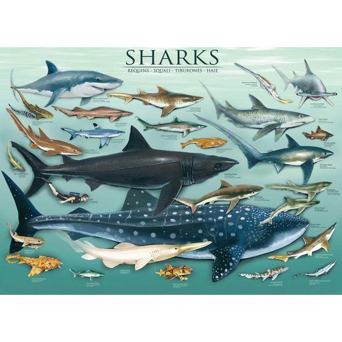 EuroGraphics Sharks 1000 Piece Puzzle , Blue