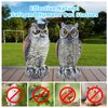 Hedoc 2 Pack Fake Owl Decoys to Scare Birds Away from Gardens and Rooftops, Great Horned Owl Bird Deterrents, Nature Scarecrow Plastic Owls Pest Repellent, Owl Statue for Garden Decor, Yard Decoration