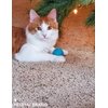 HEUHAI 40 PCS Cat Balls, Interactive Cat Toy Balls for Indoor Cats, Enhance Agility and Playfulness, Ideal Kitten Toys for Indoor Kittens, for Small and Medium Breed Sizes