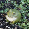 Evergreen Cute Portly Frog Outdoor Statue and Secret Key Holder | Weatherproof and Outdoor Safe | Garden Sculpture | Porch Garage or Patio Home Decor | 6 Inches Tall