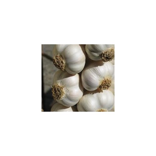 Fresh Garlic / Lasan - 1lb