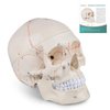 Skillssist Numbered Human Skull Model - Life Size Medical Quality Anatomical Model with 3 Parts and Painted Sutures - Ideal for Medical Students and Science Education