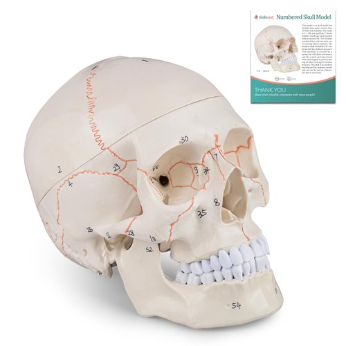 Skillssist Numbered Human Skull Model - Life Size Medical Quality Anatomical Model with 3 Parts and Painted Sutures - Ideal for Medical Students and Science Education