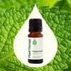 Plant Therapy Peppermint Essential Oil 10 mL (1/3 oz) 100% Pure, Undiluted, Natural Aromatherapy for Diffuser & Topical Use, Digestion, Respiratory, & Massage, Peppermint Oil for Skin & Hair