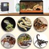 Reptile Temperature Controller with Timer, Day-Night Timer Thermostat, 3 Outlet Timer Thermostat for Grow Tent, Incubation, Snakes, Fish Tank, Heater, humidifiers, Ball Pythons, Bearded Dragon Tank