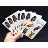 Premium Owl Temporary Tattoos, Party Favors