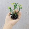 AUEAR, 20 Pack Plant Bean Sprout Hair Clips Pea Hairpin Barrette Headwear Hair Accessories for Women Girls
