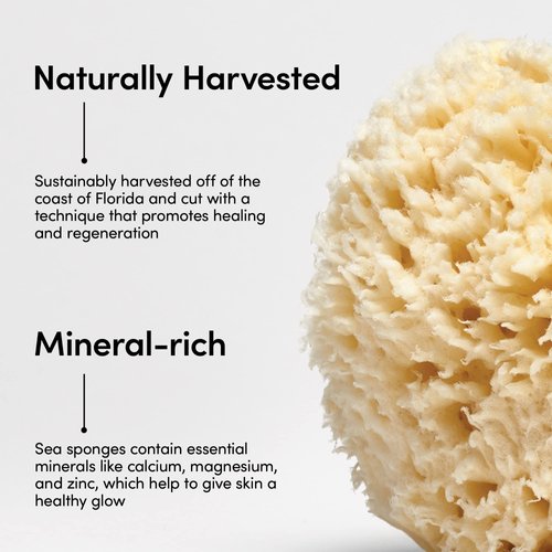LATHER Natural Sea Wool Sponge 4-6” - Gentle Exfoliating Loofah for Invigorating Spa Experience - Natural Bath Sponge Varies in Size & Shape - Organic Loofah
