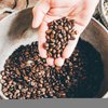 Crazy Fresh Whole Bean Coffee, Light Roast, 2 lbs, Perfecting Coffee Since 1911, , Guatemalan Premium Beans Roasted in Small Batches, Delivered Fresh