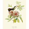 Hummingbirds Botanical Wall Art Home Decor Print Set of 4 Pink Green Antique Beautiful Tripical Birds Flowers Plants Illustration Home Room Decor Wall Art Unframed LoveThePrint