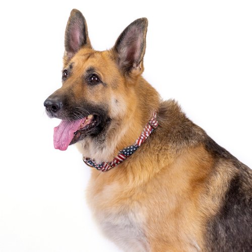 Country Brook Petz - Patriotic Tribute Martingale Dog Collar - Americana Collection with 4 Patriotic Designs (1 1/2 Inch, Medium)