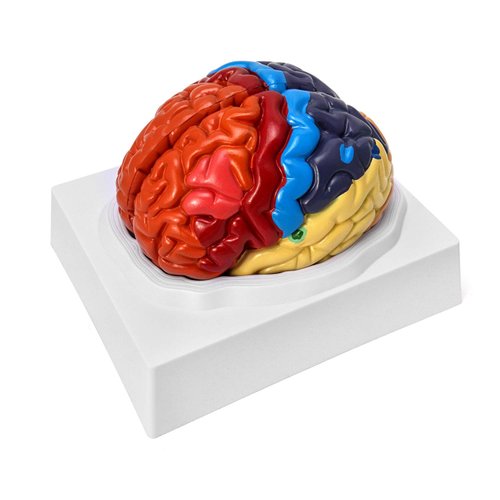 QWORK Life-Size Human Brain Anatomical Model, Color-Coded Partitioned Brain, 2 Parts, Anatomically Accurate Brain Model for Science Classroom Study Display Teaching Medical Model
