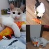 KTCLCATF Catnip Toys Set Simulation Fish Shape Doll Interactive Pets Pillow Chew Bite Supplies for Cat/Kitty/Kitten Fish Flop Cat Toy Catnip Crinkle Toys 3PCS (CAOY-3PCS)