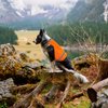 Blaze Orange Dog Vest High Visibility Outdoor Dog Safety Vest,Dog Hunting Vest Reflective Dog Vest Make Your Dog More Visible and Safe in Hunting Season or for Dog Night Walking,Activities