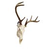 Veradura - 5 Pack Of European Skull Wall Mount Bracket Hangers for Deer Mule Antelope Coyote and Small Game Animals - Complete with simple & easy Installation Kits - Suitable for Indoor or Outdoor Use