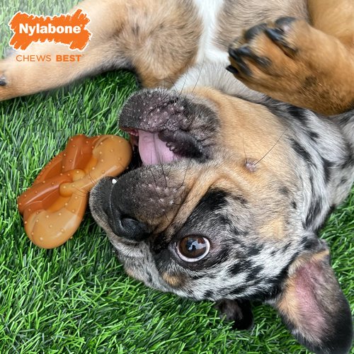 Nylabone Power Chew Pretzel Dog Chew Toy, Cute Dog Toys for Aggressive Chewers, Cheese Flavor, Bacon & Peanut Butter Flavor, Small/Regular (1 Count)