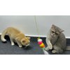 TuneYune Pet 3 PCS Cat Toy Door Hanging Teaser Cat Swing Toy Interactive Toy Hanging Door Retractable Cat Wand Toy Interactive Hanging Cat Toy Cat Mental Exercise Toy Cat Feather Toy for Play Chase