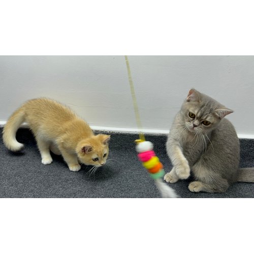 TuneYune Pet 3 PCS Cat Toy Door Hanging Teaser Cat Swing Toy Interactive Toy Hanging Door Retractable Cat Wand Toy Interactive Hanging Cat Toy Cat Mental Exercise Toy Cat Feather Toy for Play Chase