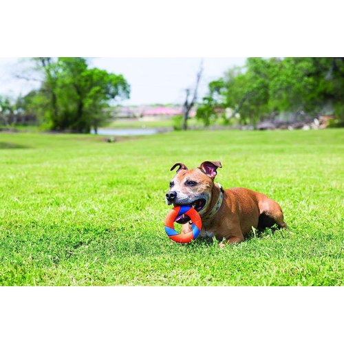 Chuckit! Ultra Squeaker Ring Dog Toy, Outdoor Fetch and Chase Toy for All Breed Sizes, multi-color