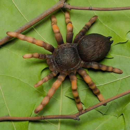 CollectA Insects Mexican Redknee Tarantula Toy Figure - Authentic Hand Painted Arachnid Model