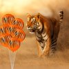 40 Pieces Tiger Balloons Tiger Print Stripes Balloons Jungle Animal Balloons Animal Theme Party Safari Balloons for Zoo Party Supplies Jungle Birthday Party Decoration