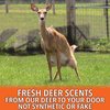 Nationwide Scents Deer Urine Wick for Hunting - Hunting Scent Buck Attractant for Whitetail Deer - Doe Pee Wick for Scent Drags - Rut Scent Buck Lure