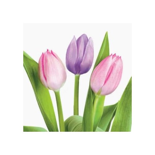 Treasured Tulips Beverage Napkins 18 Pack