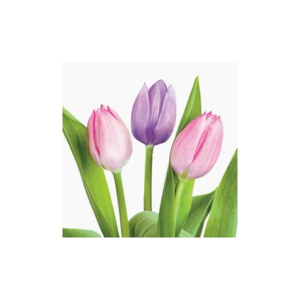 Treasured Tulips Beverage Napkins 18 Pack