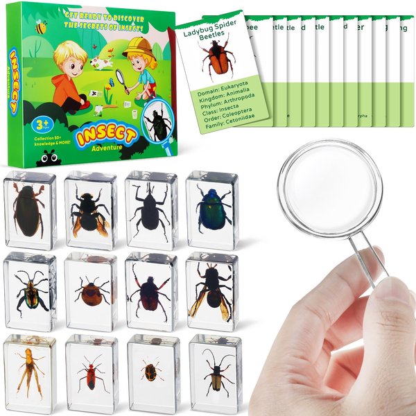 Briwooody 12 Pcs Insect in Resin Specimen with 1 Magnifier 12 Information Cards Bugs Collection Paperweights Specimen Bug Preserved in Resin for Scientific Education Gift for Christmas(Ladybug)