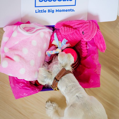 SoSoCute Pink Dog Gift Box - Puppy Chew Toy Set of 5 - Puppy Care Package with Dog Blanket, Squeaky Plush, Rubber Puppy Teether, Teething Ball, and Treat Ball for Small and Medium Dogs