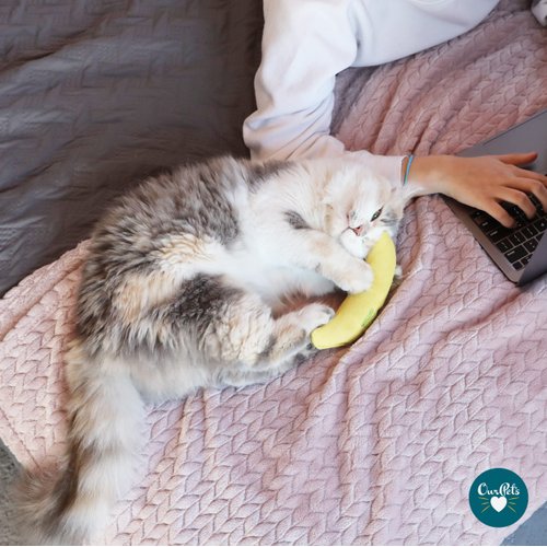 Cosmic OurPets 100-Percent North American Catnip Filled Cat Toy-Hot Stuff (Interactive Cat Toy, Cat Toys for Indoor Cats, Catnip Toys for Cats with Catnip, Cat Chew Toy, Catnip Toys) - A-PEELING