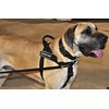 DT Universal No Pull Dog Harness, Therapy Dog, Black, Small, Fits Girth Size: 24-Inch to 27-Inch