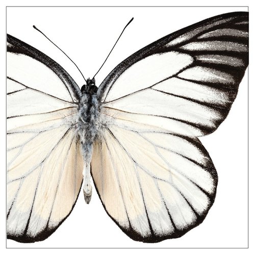 Creative Converting 317649 Party Supplies, 6.5", Multicolor