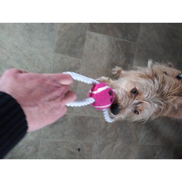 Dog Toy Figure 8 Rope and Tennis Ball, Interactive Tug of War Rope, Great for Fetch for Small Dogs and Puppies Chew toy