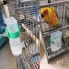 Hamiledyi Parakeet Water Dispenser No Mess Small Parrot Drinking Device Parakeet Waterer Cockatiel Cage Accessories,Automatic Feeding for Finch Lovebird Canary Small Birds(2Pcs)