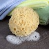 Neptune Natural Sea Wool Sponge - All Natural Honeycomb Renewable Sea Sponge, Medium, Approx. 4 Inches
