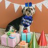 STMK Dog Birthday Party Supplies, Multi Size Dog Birthday Hat with Numbers Dog Birthday Boy Bandana Bow Tie for Small Dogs Pets (Blue, Small)