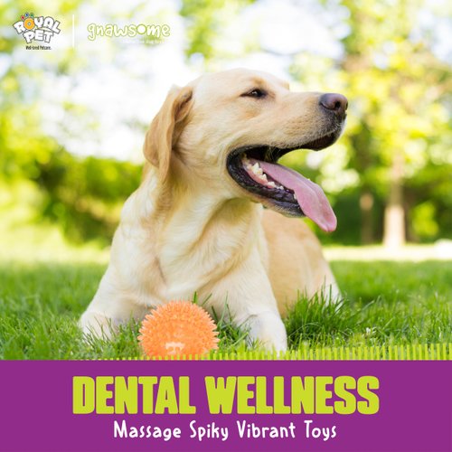 Gnawsome Medium Squeaker Ball Dog Toy, Medium 3.5", Colors will vary, All Breed Sizes