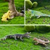 Toymany Reptile Animal Figurine Toys Set, 12 PCS Desert Amphibians Animal Figures with Komodo Dragon Lizard Snake Chameleon Rainforest Cold Blooded Animals Figures Party Favor for Kids