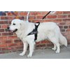 DT Universal No Pull Dog Harness, On Duty, Black, Small, Fits Girth Size: 24-Inch to 27-Inch