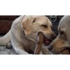 Hero Bonetics Stick, Wood Scent Chewable Dog Toy, Gentle on Teeth & Tummy