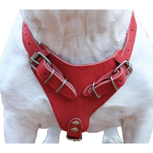 Genuine Leather Dog Harness, 29"-37" Chest, 1" Wide Straps, Doberman, Pitbull, Bullterrier