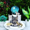 13 PCS Wolf Cake Topper Full Moon Cake Decor with Animal Figurine for Baby Shower Wolf Themed Wedding Birthday Party Supplies (Gray)