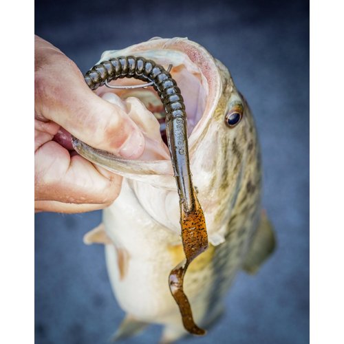 Berkley PowerBait® Power Worm Fishing Bait, Blue Fleck, 10in | 25cm, Irresistible Flavor, Classic Curly Tail Worm Profile, Ideal for Spring, Summer and Fall Fishing